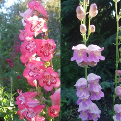 Penstemon de flori pentru grădină