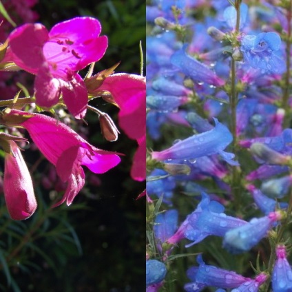 Penstemon de flori pentru grădină