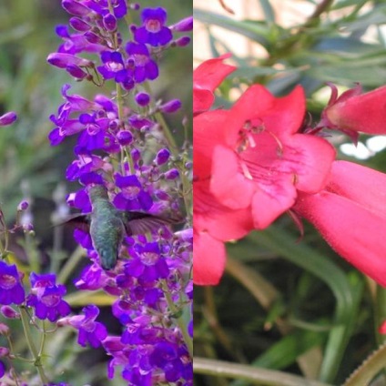 Penstemon de flori pentru grădină