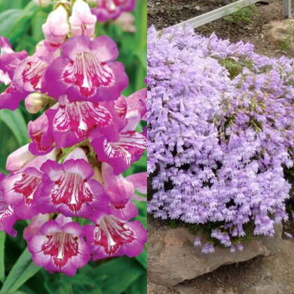 Penstemon de flori pentru grădină