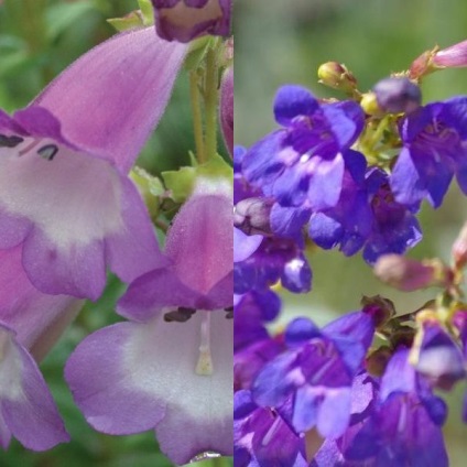 Penstemon de flori pentru grădină