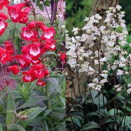 Penstemon de flori pentru grădină