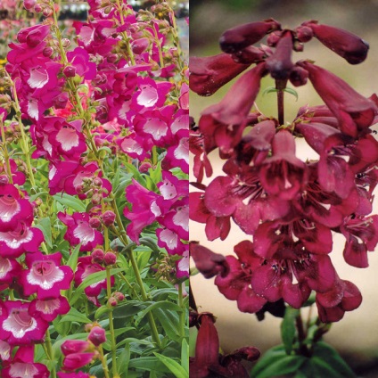 Penstemon de flori pentru grădină