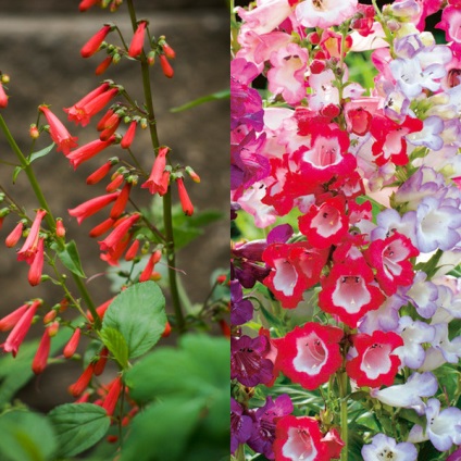 Penstemon de flori pentru grădină