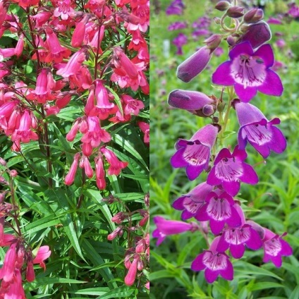 Penstemon de flori pentru grădină