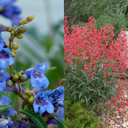 Penstemon цветна градина