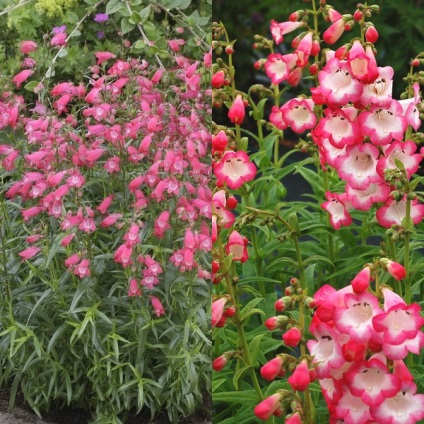 Penstemon de flori pentru grădină