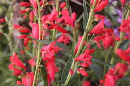 Penstemon de flori pentru grădină