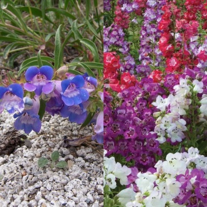 Penstemon цветна градина