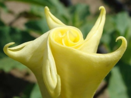 Datura, frumoasă și otrăvitoare