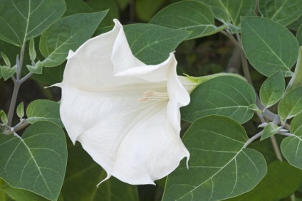 Datura, frumoasă și otrăvitoare