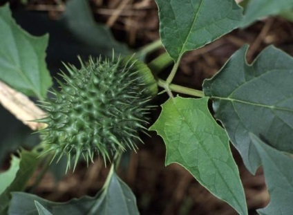 Datura, frumoasă și otrăvitoare