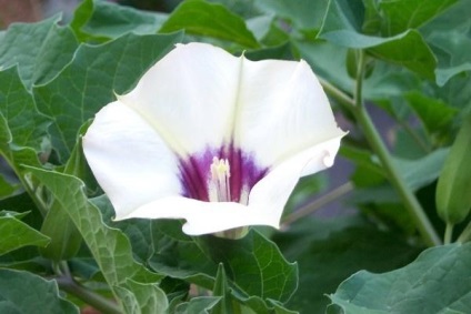 Datura, frumoasă și otrăvitoare