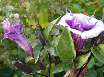 Datura, frumoasă și otrăvitoare