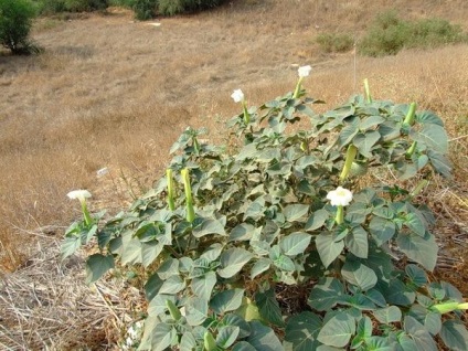 Datura, frumoasă și otrăvitoare