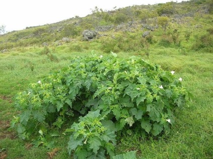 Datura, frumoasă și otrăvitoare