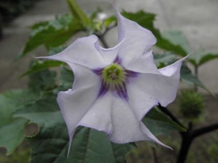 Datura, frumoasă și otrăvitoare