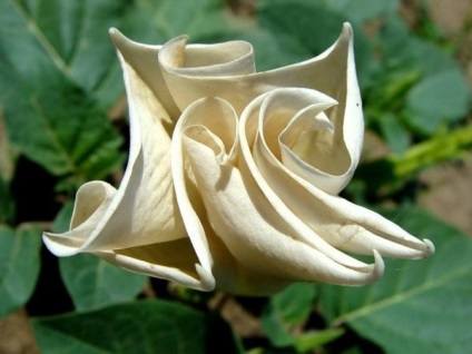 Datura, frumoasă și otrăvitoare