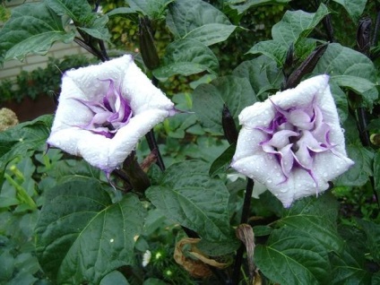 Datura, frumoasă și otrăvitoare