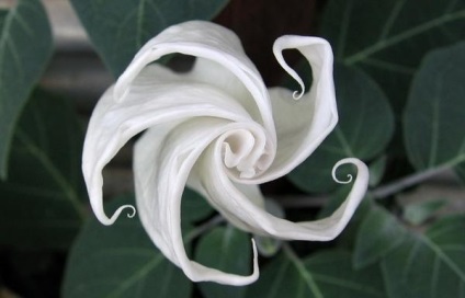 Datura, frumoasă și otrăvitoare