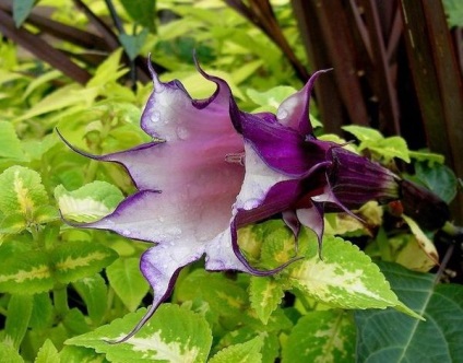 Datura, frumoasă și otrăvitoare