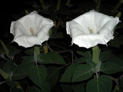 Datura, frumoasă și otrăvitoare