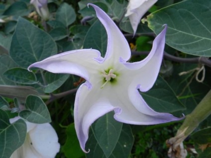 Datura, frumoasă și otrăvitoare