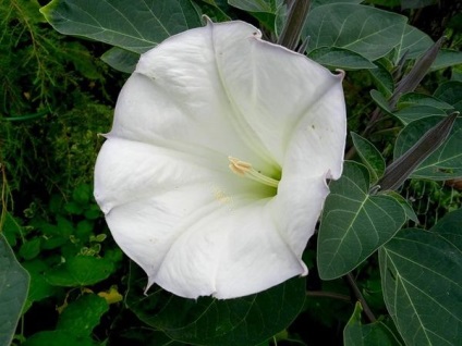 Datura, frumoasă și otrăvitoare