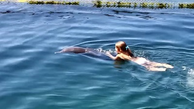 Dolphinarium în golful cazac (Sevastopol, Crimeea) fotografie cum să obțineți, descriere