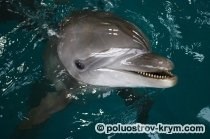 Dolphinarium în Golful Cossack, recreere cu copii în Crimeea, atracțiile din Crimeea