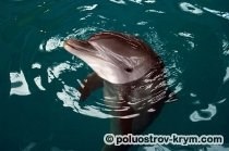 Dolphinarium în Golful Cossack, recreere cu copii în Crimeea, atracțiile din Crimeea