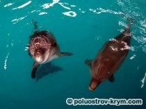 Dolphinarium în Golful Cossack, recreere cu copii în Crimeea, atracțiile din Crimeea