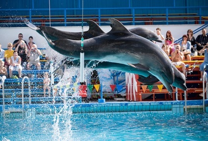 Dolphinarium în Golful Cossack (acum în Golful Laspi) descriere, recenzii, cum să obțineți, Sevastopol