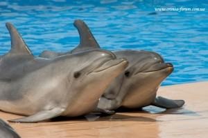 Dolphinarium Sevastopolban (a kozáki öbölben)