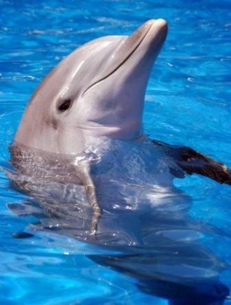 Dolphinarium în Sevastopol (în golful cazac)