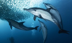 Delfinii de la Marea Neagră