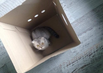 Cabana pentru o cutie de lapte pentru pisici (kotofabrika) recenzii, fotografii, video, asamblare - murkote despre pisici și pisici