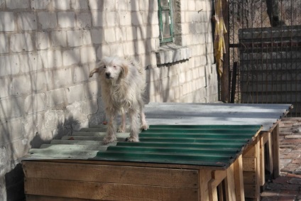 Donetsk adăpost pentru animale mutat în zona Armatei Roșii, colțuri cu patru picioare nevoie
