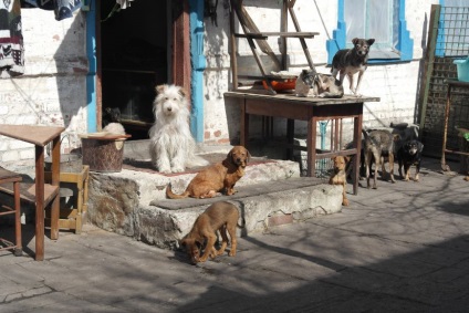 Donetsk adăpost pentru animale mutat în zona Armatei Roșii, colțuri cu patru picioare nevoie