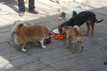 Donetsk állatok állatok költözött a Vörös Hadsereg területére, négylábú telepesek kell