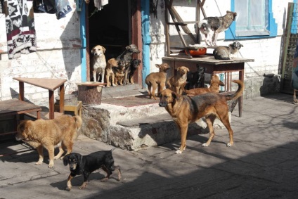 Donetsk adăpost pentru animale mutat în zona Armatei Roșii, colțuri cu patru picioare nevoie