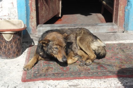 Donetsk adăpost pentru animale mutat în zona Armatei Roșii, colțuri cu patru picioare nevoie