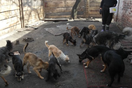 Donetsk adăpost pentru animale mutat în zona Armatei Roșii, colțuri cu patru picioare nevoie