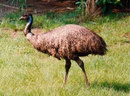 Emu, Emu struț, australian emu struț, animale