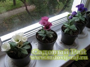 Eustoma - paradis de trandafir rival-rival