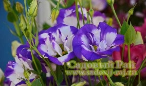 Eustoma - paradis de trandafir rival-rival