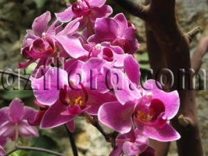 Phalaenopsis la domiciliu - îngrijire, reproducere, cerințe de bază