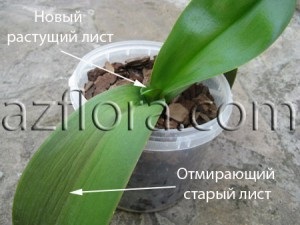 Phalaenopsis la domiciliu - îngrijire, reproducere, cerințe de bază