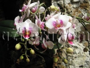 Phalaenopsis la domiciliu - îngrijire, reproducere, cerințe de bază