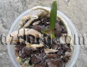 Phalaenopsis la domiciliu - îngrijire, reproducere, cerințe de bază